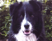 Harvey, Border Collie