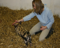 Training a Kune Kune